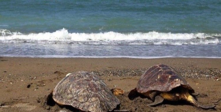 Deniz kaplumbağaları saldırı olmazsa ısırmaz