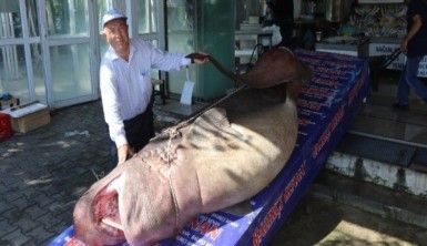 1 ton 200 kiloluk köpek balığı yakalandı