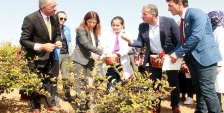 Kanser savaşçısı bitki artık Türkiye'de de üretiliyor