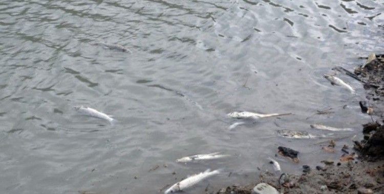 Zonguldak'ta balık ölümleri tedirginliğe neden oldu
