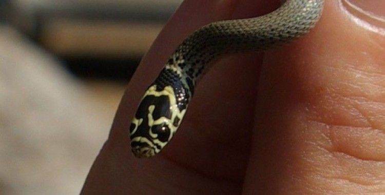 Bolkar uysal yılanı Tarsus'ta görüntülendi
