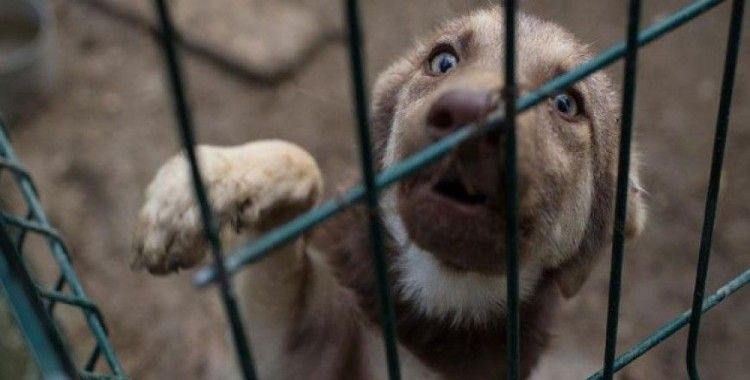Köpekler iletişim kurmak için yüzlerini şekilden şekile sokuyor