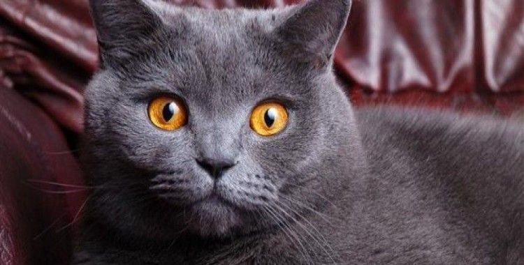 İnsan yaşamına uyum sağlayan Scottish Fold kedilerin dramı 