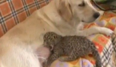 Köpek leopara annelik yapıyor