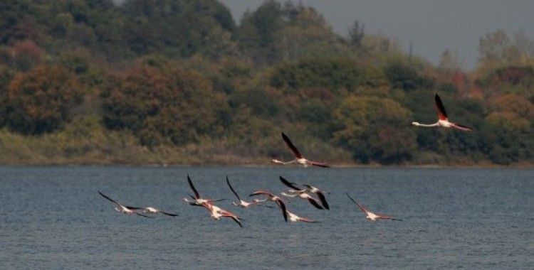 Flamingolar Türkiye’yi sevdi 