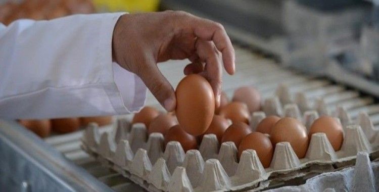 Böcek ilaçlı yumurta krizinin Belçika'ya maliyeti açıklandı