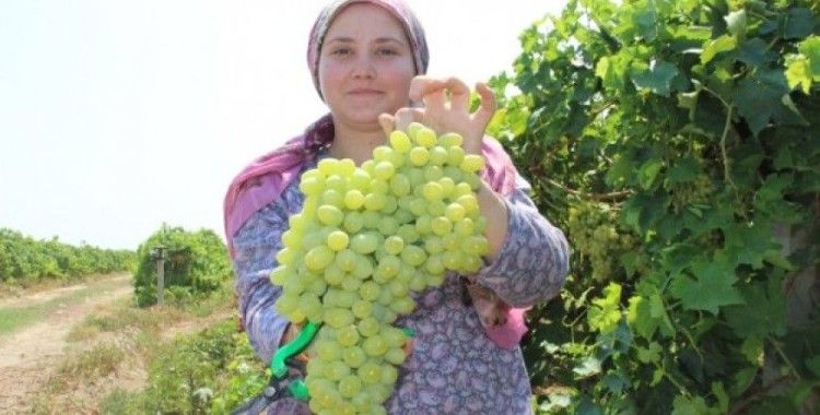 Yaş üzüm ihracatında Rusya bereketi
