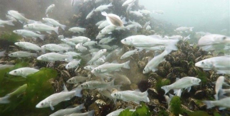 İzmit Körfez'ine 6 bin balık bırakıldı 