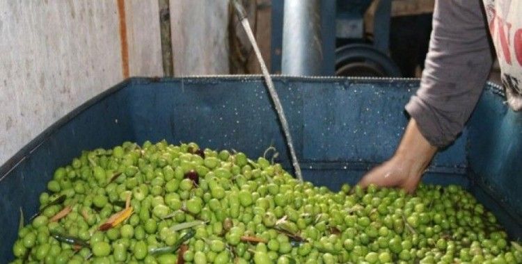 Ablukaya rağmen Humus'ta zeytinyağı üretimi aksamıyor