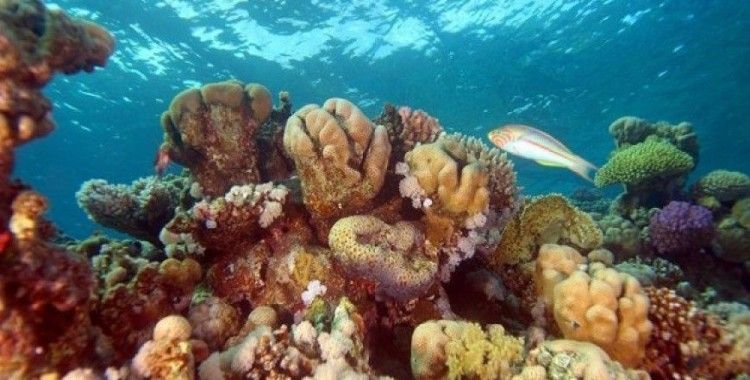 Mercan resifleri yok olmak üzere