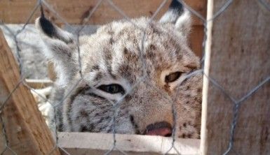 Vaşak yavrusunu kedi gibi sevdi