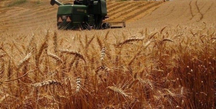 Türkiye buğdayda kendine yetiyor