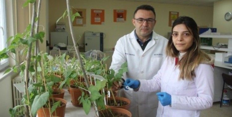 Türk bilim insanları kuraklığa dayanıklı tohum geliştiriyor