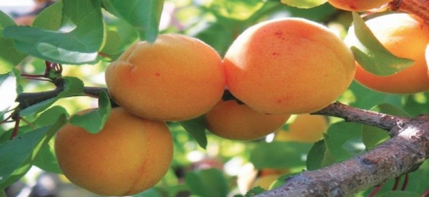 Абрикос сорт опылитель. Абрикос абрикосина гузеева. Абрикос леджуна (3 года). Абрикос сорт опылитель. Абрикос обыкновенный графиня.