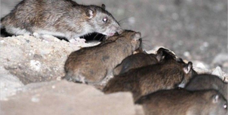 Tahran'ı fareler bastı