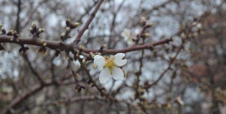 Edirne'de meyve ağaçları çiçek açtı