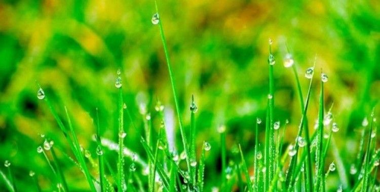 Kamu kurumlarına 'yağmur bahçeleri' kurulacak