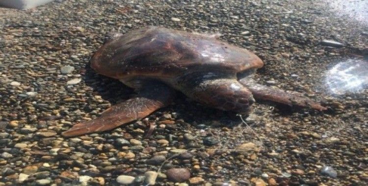 Çanakkale'de ölü caretta caretta sahile vurdu