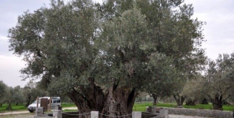 Silivri'de ölen emniyet müdürü adına 249 adet ağaç dikildi 