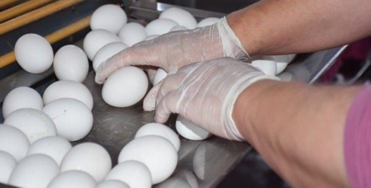 Tavuk yumurtası üretimi Ocak'ta yüzde 1,4 azaldı