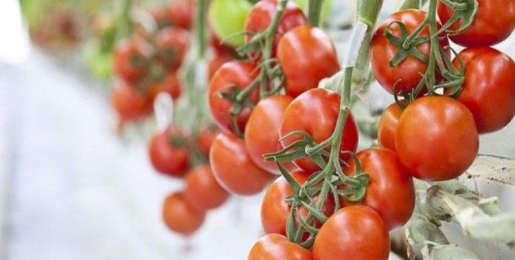 Termal serada üretilen domatesler Avrupa'ya satılıyor