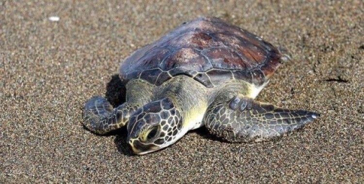 Yeşil deniz kaplumbağasına hayat veren müdahale