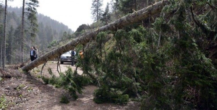 Ağaçlar fırtınanın şiddetine dayanamadı