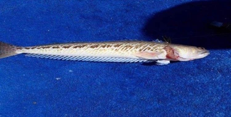 Ege Denizi'nde 'trakonya' alarmı 