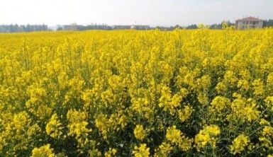 Fotoğraf stüdyosu gibi