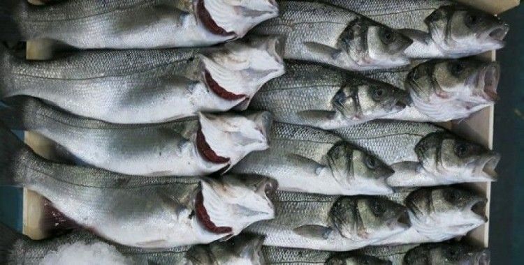 Bu sezon tutulan balık yüzde 60 azaldı