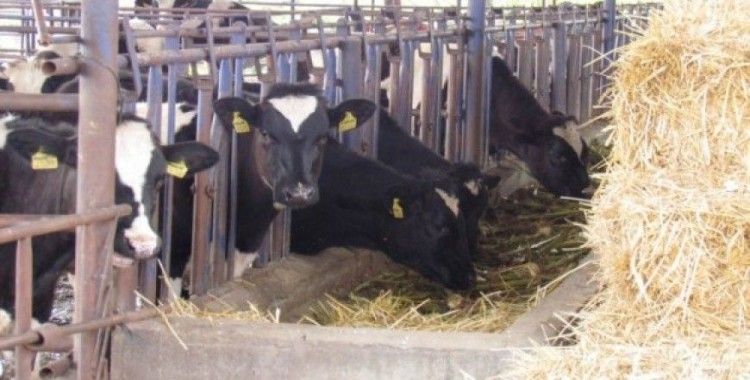 Toplanan inek sütü miktarı Şubat'ta arttı