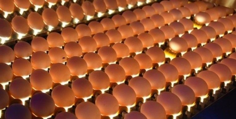 Tavuk yumurtası üretimi Şubat'ta azaldı