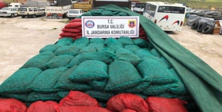 Bursa'da 30 ton kaçak midye ele geçirildi