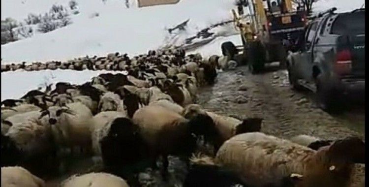 Dağda mahsur kalan 8 çoban ve 2 bin koyun kurtarıldı