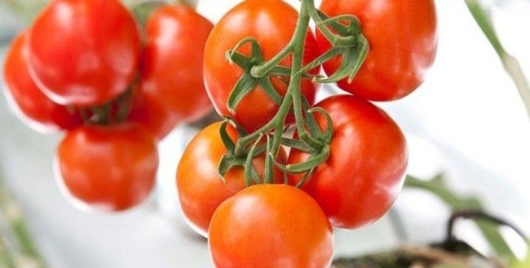 ​Rusya'dan 5 Türk şirkete domates ithalatı izni
