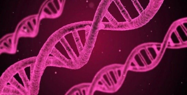 Hücrelerde DNA'nın yeni bir yapısı keşfedildi