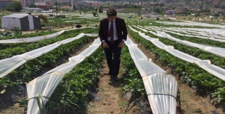 Suriyeli Türkmenler çilek hasadına başladı