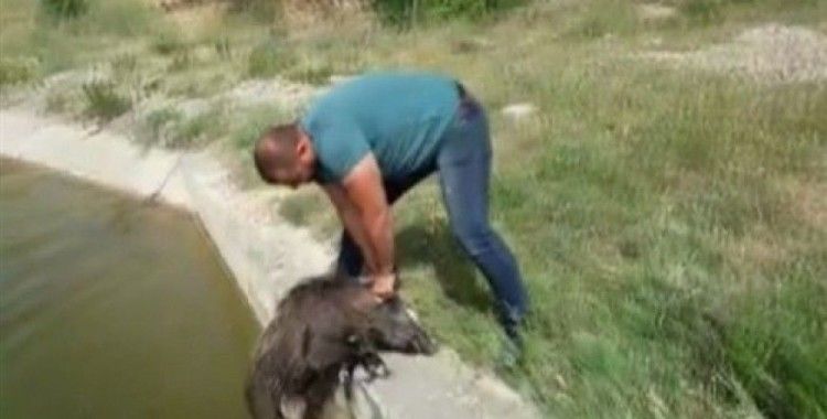 Sulama kanalına düşen 7 domuzu elleri ile kurtardı