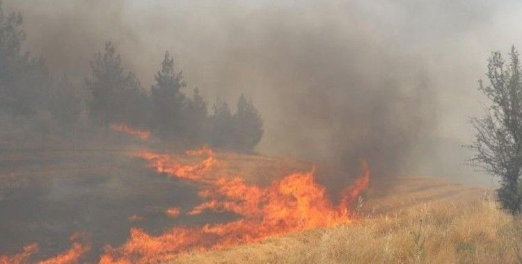 Denizli'de tarla yangını ormana sıçradı