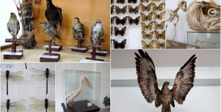 Türkiye'nin biyolojik çeşitliliği bu müzede sergilenecek