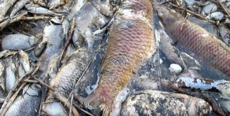 Söke'deki ölü balıklar Ege Denizi'ne ulaştı