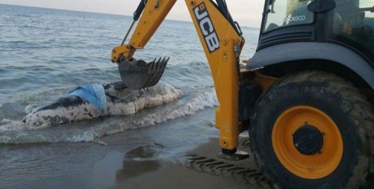 Antalya'da kıyıya balina vurdu