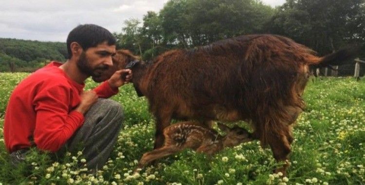 Köpeklerden kurtarılan karaca yavrusuna keçi 'anne' oldu