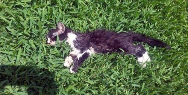 Antalya'da kedilere pitbull saldırısı