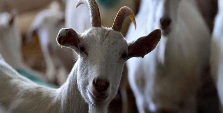 Zeytinlere zarar veriyor diye 22 keçiyi telef etti