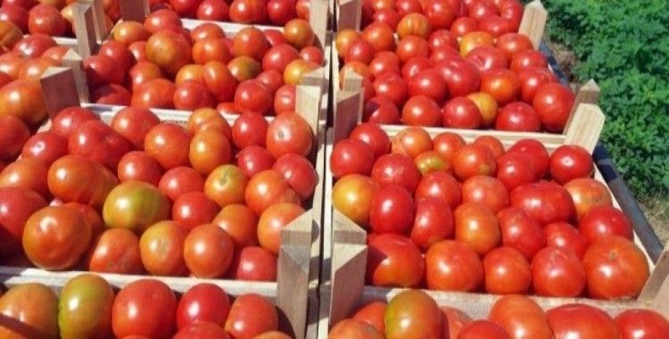 Türk domatesine lojistik destek yatırımı 
