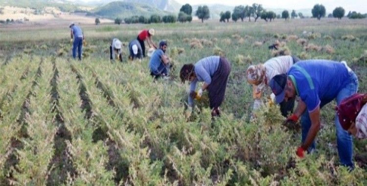 Adana'da nohut ekim alanları arttı
