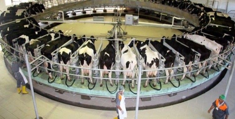Toplanan inek sütü miktarı Nisan'da yüzde 17,5 arttı
