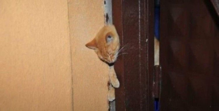 ​Demir kapıya sıkışan kediyi itfaiye kurtardı