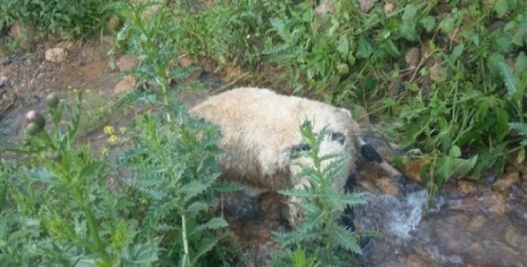 Sürüden ayrılan koyunlara kurtlar saldırdı, 40'ı telef oldu